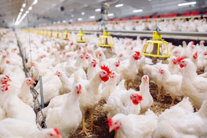 Banding Indonesia Dalam Sengketa Impor Daging Ayam Brazil di WTO, Akankah Bernasib Sama Dengan Kasus Impor Hortikultura Melawan Amerika