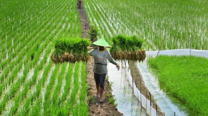 Generic Model Skema Alternatif Pembiayaan Sektor Prioritas Pertanian