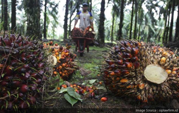 Simpang-Siur-Kelanjutan-Moratorium-Kelapa-Sawit Simpang Siur Kelanjutan Moratorium Kelapa Sawit