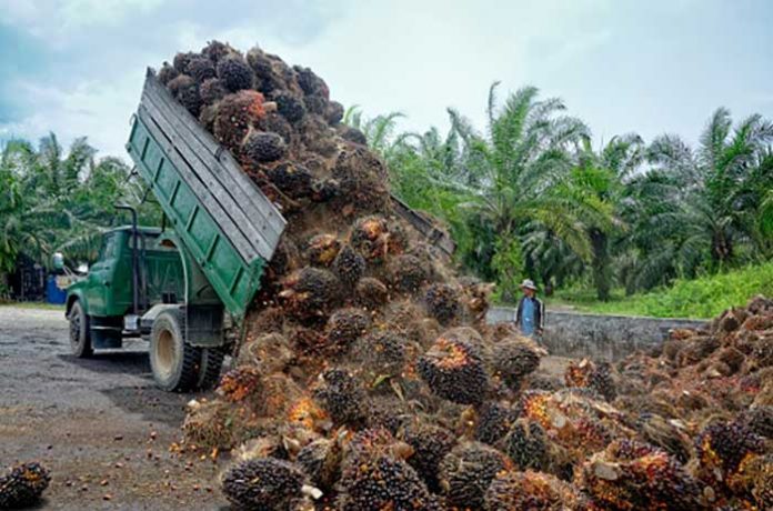 Babak Baru Perseteruan Kelapa Sawit Indonesia dengan Uni Eropa