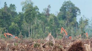 KLHK vs Greenpeace Saling Tuding Soal Laju Deforestasi di Indonesia