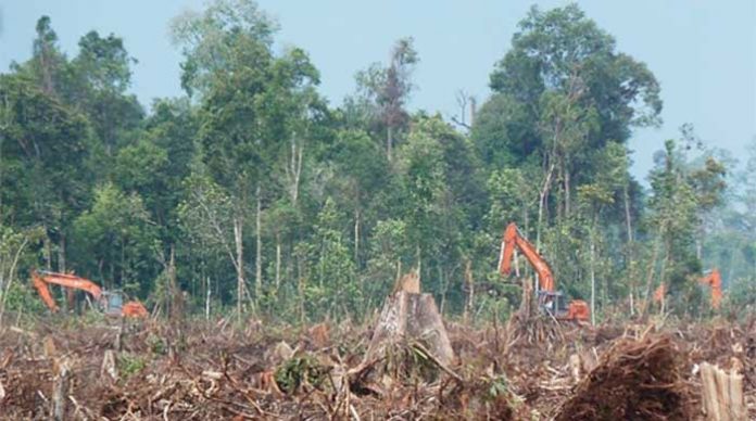 KLHK vs Greenpeace Saling Tuding Soal Laju Deforestasi di Indonesia KLHK vs Greenpeace Saling Tuding Soal Laju Deforestasi di Indonesia