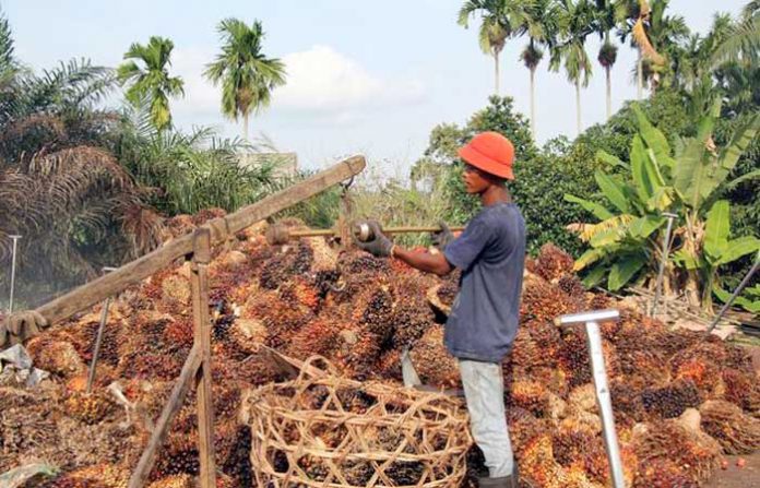 222 Koperasi Sawit Tak Berizin Tetap Diperbolehkan Beroperasi Dengan Kewajiban Melengkapi Izin Dalam 3 Tahun