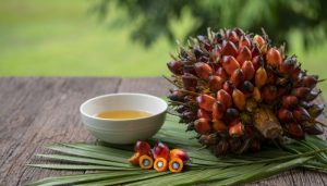 Bukan CPO, Ini Produk Kelapa Sawit Yang Dilarang Untuk Diekspor