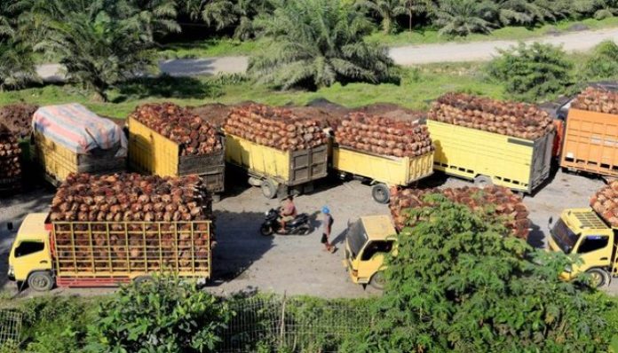 Perusahaan Sawit Berkantor Pusat di Luar Indonesia, Apakah Boleh