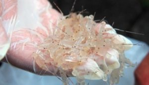 PT Aero Citra Kargo Diputus Lakukan Monopoli Ekspor Benih Bening Lobster Oleh KPPU