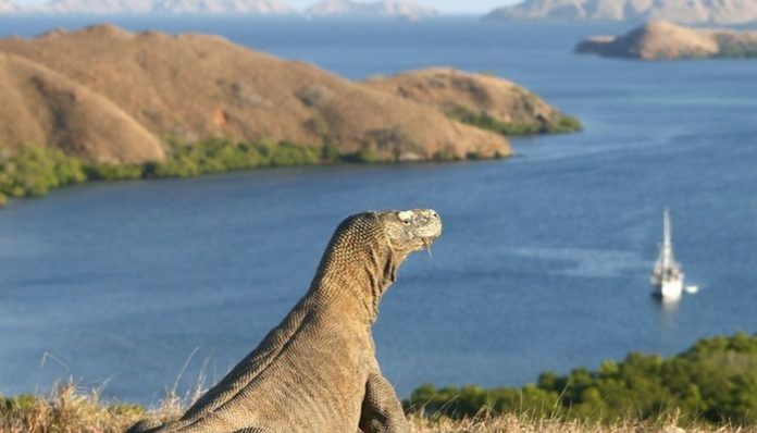 Pelaku Pariwisata Mogok, Ada Apa dengan Labuan Bajo Pelaku Pariwisata Mogok, Ada Apa dengan Labuan Bajo