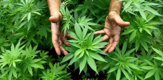 Iklan Ganja Diizinkan Twitter, Bolehkah Demikian?