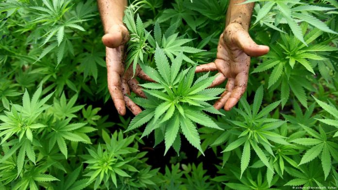 Iklan Ganja Diizinkan Twitter, Bolehkah Demikian? Iklan Ganja Diizinkan Twitter, Bolehkah Demikian?