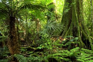 REDD+ ‘disuntik’ Rp718 Miliar, Percepatan Indonesia Penuhi NDC