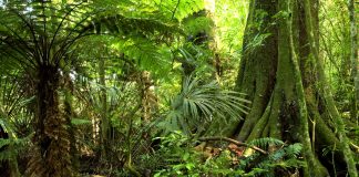 REDD+ ‘disuntik’ Rp718 Miliar, Percepatan Indonesia Penuhi NDC