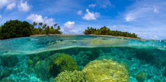 Blue Carbon: Potensi Perdagangan Karbon Indonesia