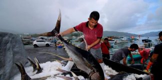 Pemerintah Terbitkan Regulasi Penangkapan Ikan Terukur, Apa Itu?