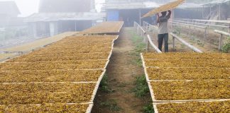 Potensi Kriminalisasi Petani Tembakau dalam RUU Kesehatan