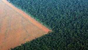 Tok! UU Anti Deforestasi Disahkan, Diskriminasi Komoditas Sawit?