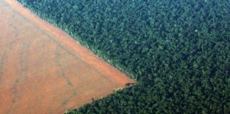 Tok! UU Anti Deforestasi Disahkan, Diskriminasi Komoditas Sawit?