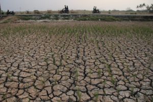 Antisipasi El Nino, Kementan Dongkrak Produksi Pangan