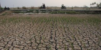 Antisipasi El Nino, Kementan Dongkrak Produksi Pangan