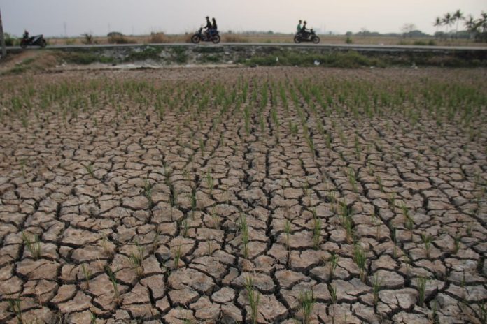 Antisipasi El Nino, Kementan Dongkrak Produksi Pangan Antisipasi El Nino, Kementan Dongkrak Produksi Pangan