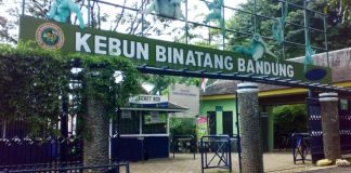Kebun Binatang Bandung Ditutup Sementara! Akhir Dualisme atau Awal Babak Baru?