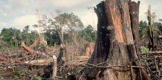 Penertiban IUP di Hutan Lindung Diambang Kepastian Hukum Investasi