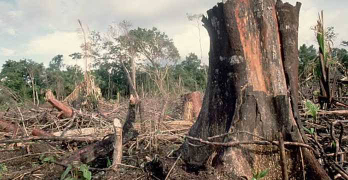 Penertiban IUP di Hutan Lindung Diambang Kepastian Hukum Investasi
