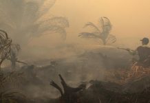 19 Perusahaan Disorot Karhutla, Izin Lingkungan Dipertanyakan